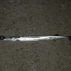 風向き‼流れ‼地合‼　